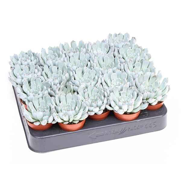 Горшечные цветы и растения оптом Echeveria Elegant Blue от 20шт из Голландии с доставкой по России