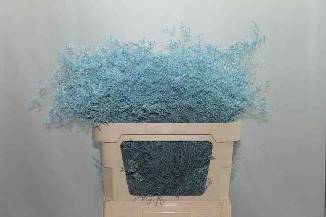 Срезанные цветы оптом Limonium paint blue light от 50шт из Голландии с доставкой по России