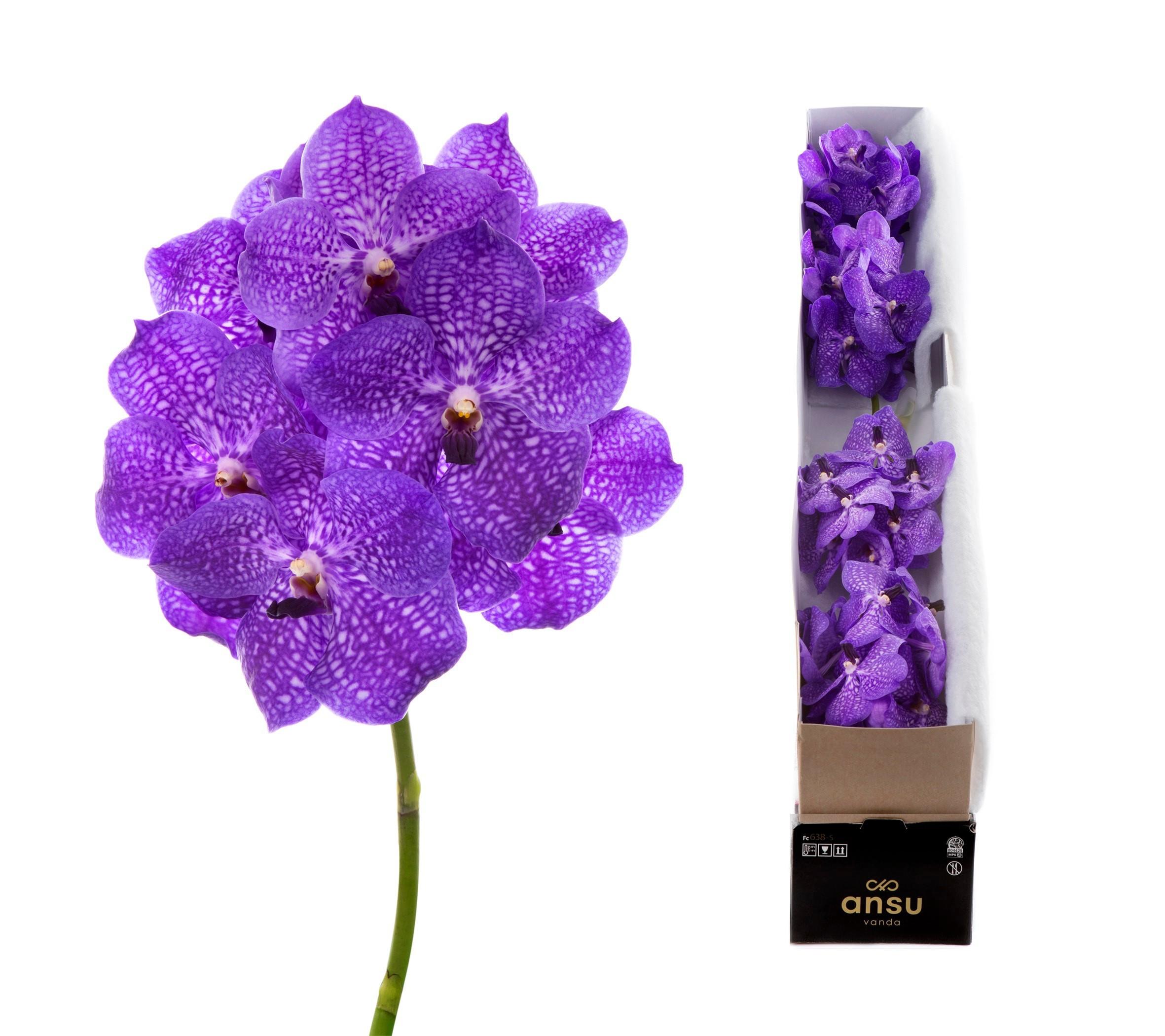 Срезанные цветы оптом Vanda violet blue stem от 4шт из Голландии с доставкой по России