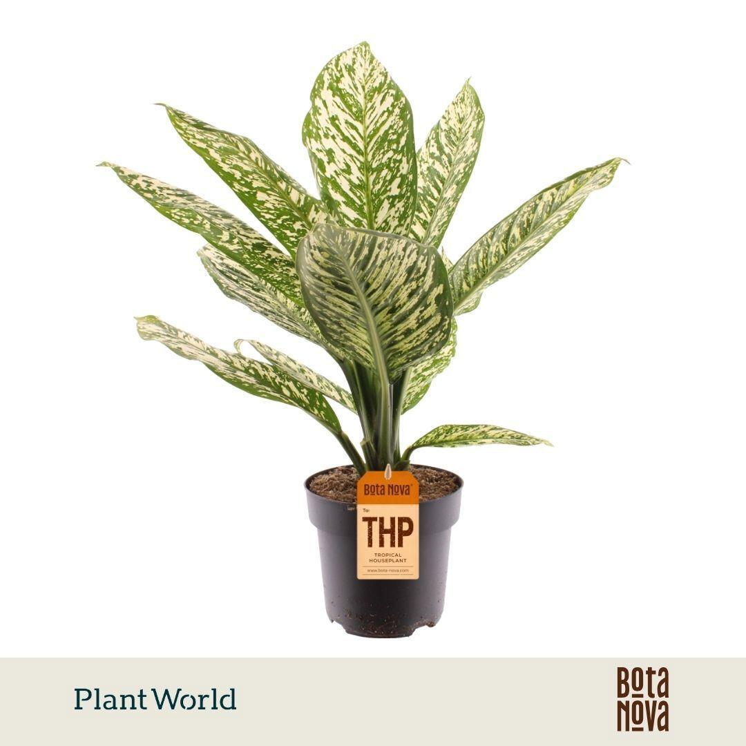 Горшечные цветы и растения оптом Dieffenbachia White Etna от 3шт из Голландии с доставкой по России