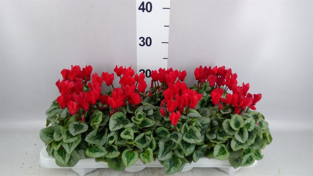 Горшечные цветы и растения оптом Cyclamen Kl picasso от 8шт (для телеги) из Голландии с доставкой по России Горшечные цветы и растения оптом Cyclamen Kl picasso от 8шт (для телеги) из Голландии с доставкой по России
