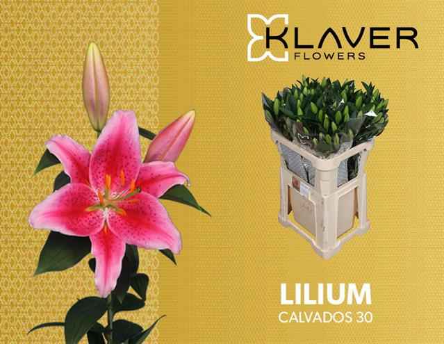 Срезанные цветы оптом Lilium or calvados от 40шт из Голландии с доставкой по России