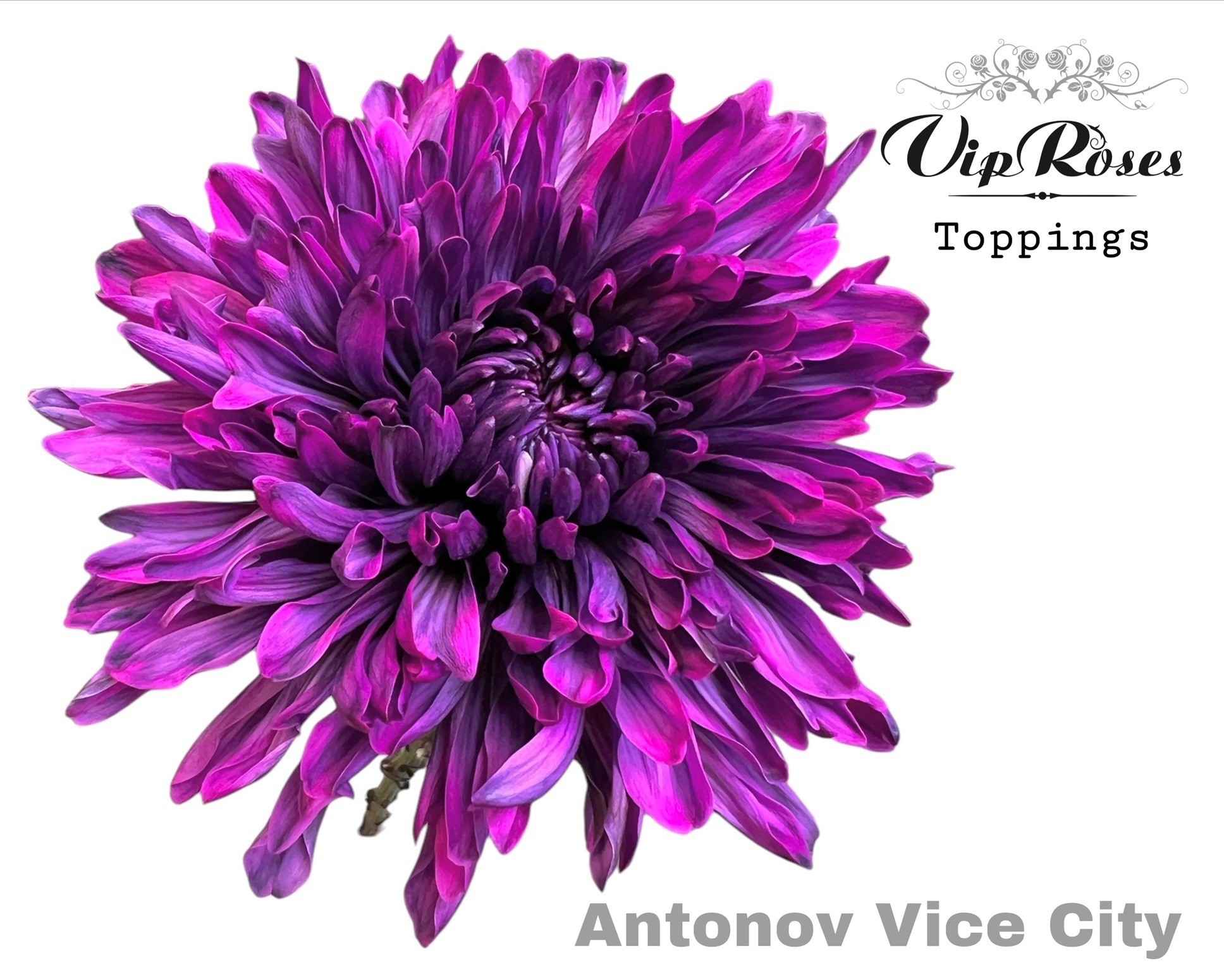Срезанные цветы оптом Chrys bl paint antonov vice city от 20шт из Голландии с доставкой по России