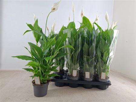 Горшечные цветы и растения оптом Spath Strauss 3+ (air So Pure) от 8шт из Голландии с доставкой по России