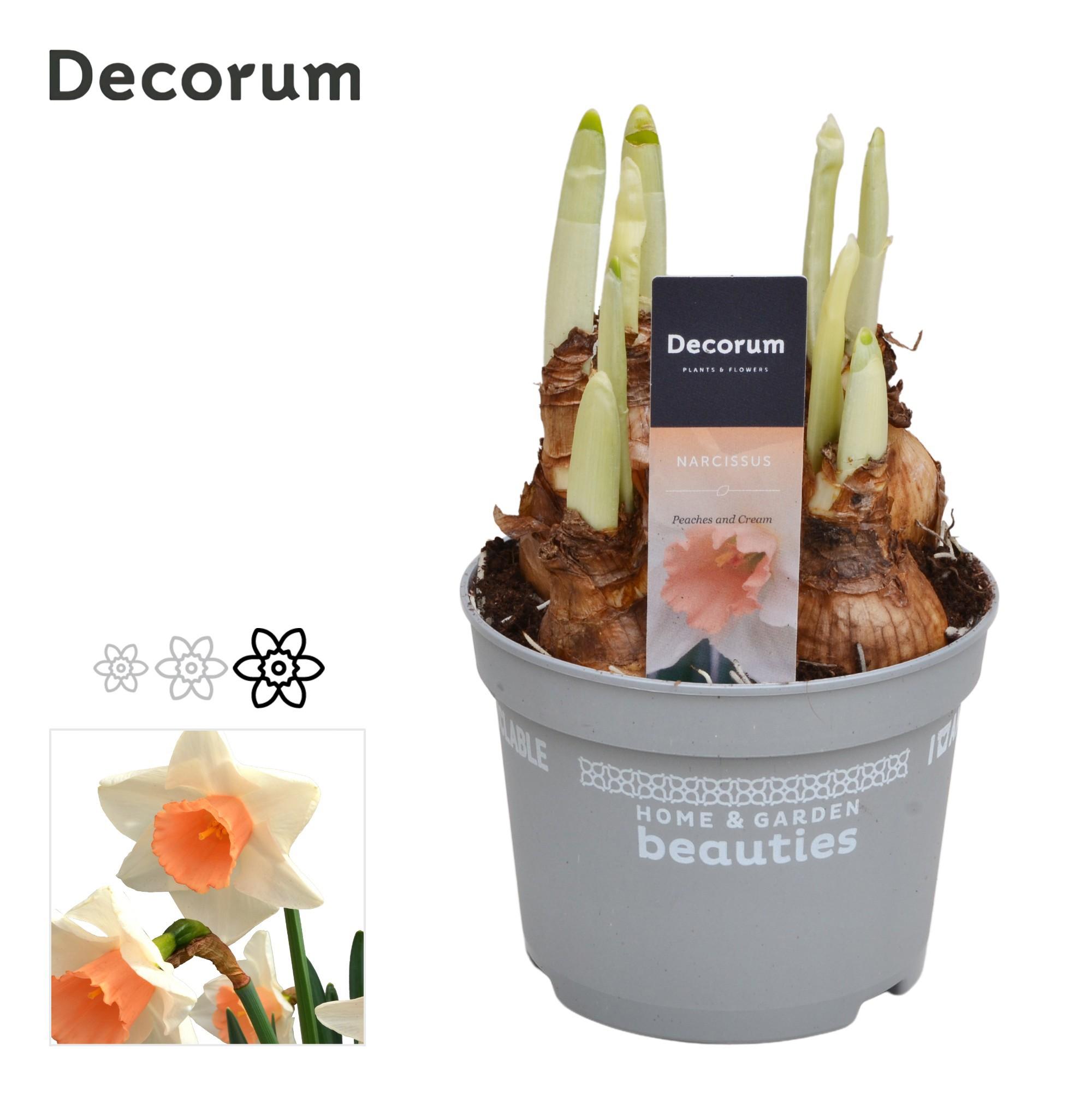 Горшечные цветы и растения оптом Narcissus Peaches And Cream от 10шт из Голландии с доставкой по России