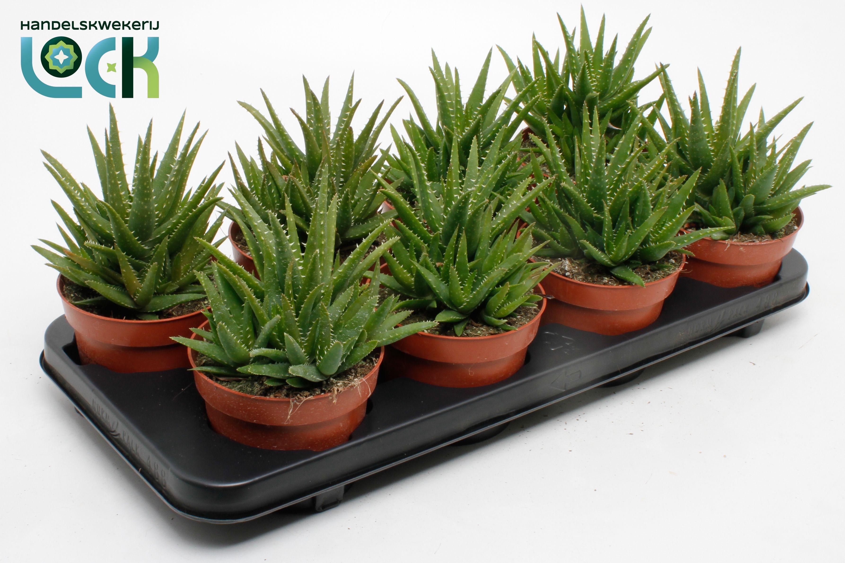 Горшечные цветы и растения оптом Aloe Vera от 6шт из Голландии с доставкой по России