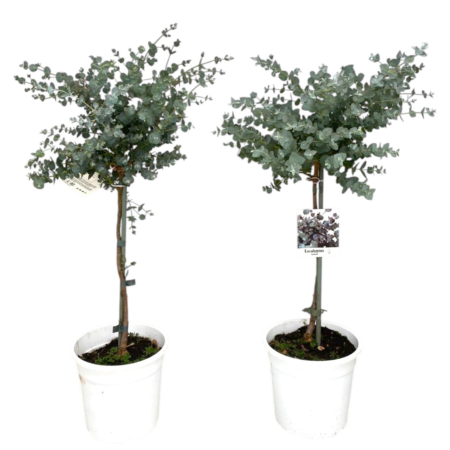 Горшечные цветы и растения оптом Eucalyptus Gunnii On Stem от 6шт из Голландии с доставкой по России