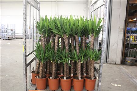Горшечные цветы и растения оптом Yucca 90-45 Cm от 1шт из Голландии с доставкой по России