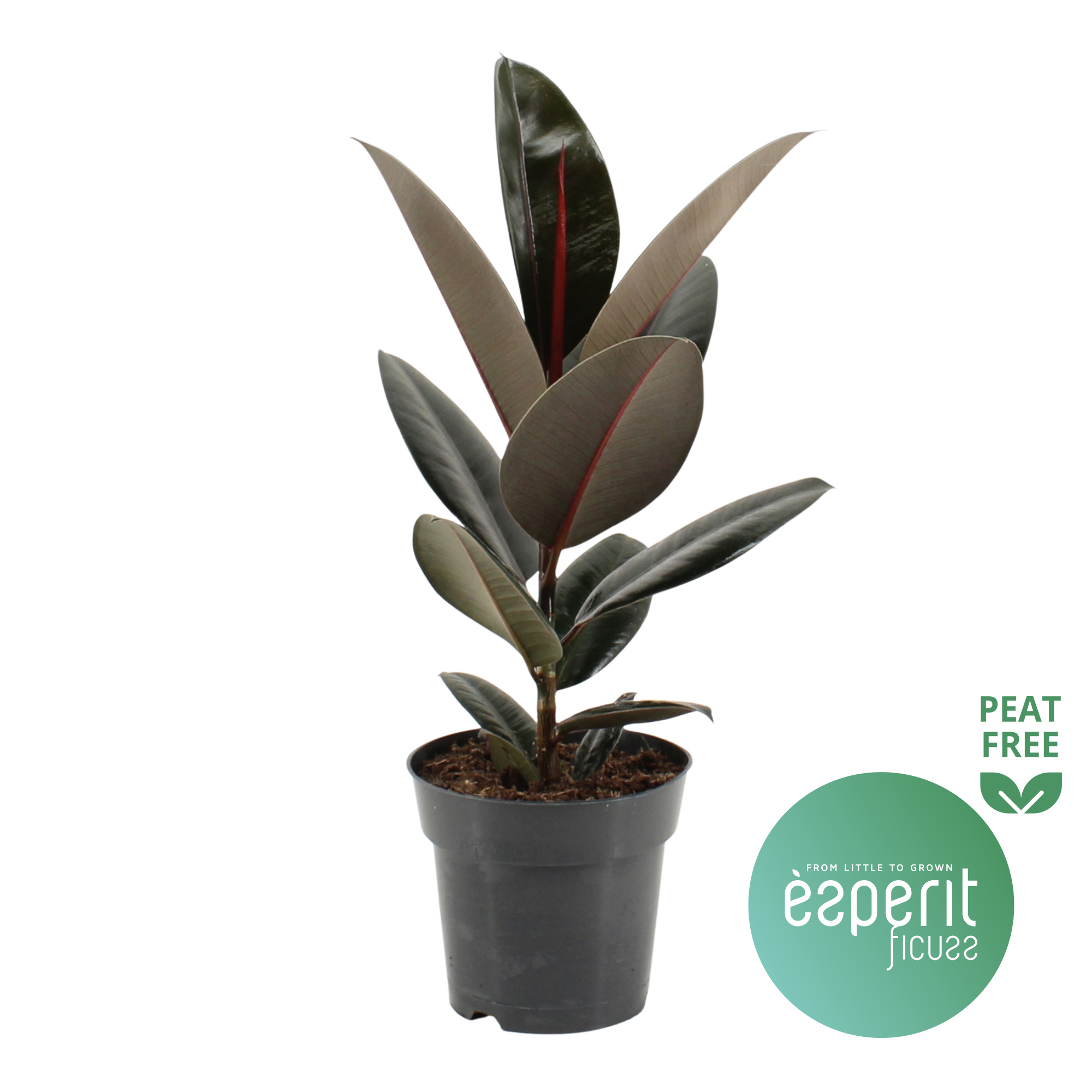 Горшечные цветы и растения оптом Ficus El Abidjan от 6шт из Голландии с доставкой по России