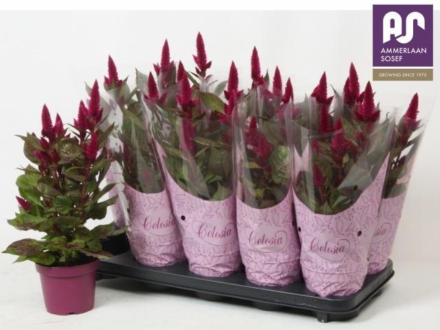 Горшечные цветы и растения оптом Cel Deep Purple от 10шт из Голландии с доставкой по России