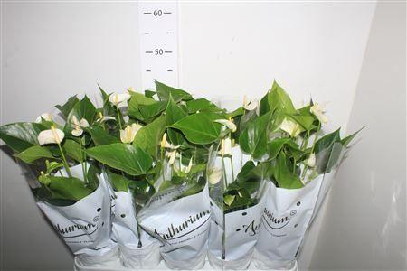 Горшечные цветы и растения оптом Anthu An White Champ 5+ от 10шт из Голландии с доставкой по России