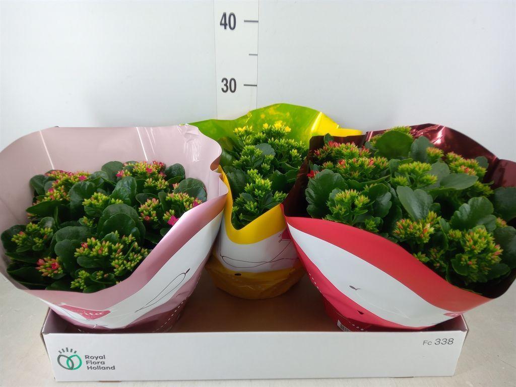 Горшечные цветы и растения оптом Kalanchoe Blos.   ..mix 5 от 3шт из Голландии с доставкой по России