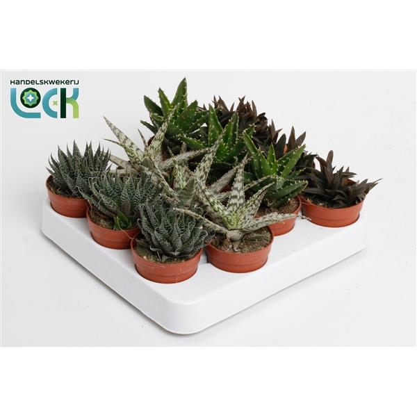 Горшечные цветы и растения оптом Aloe Mix от 12шт (для телеги) из Голландии с доставкой по России