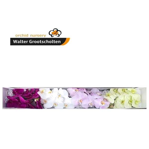 Срезанные цветы оптом Phalaenopsis mix (per flower) от 25шт из Голландии с доставкой по России