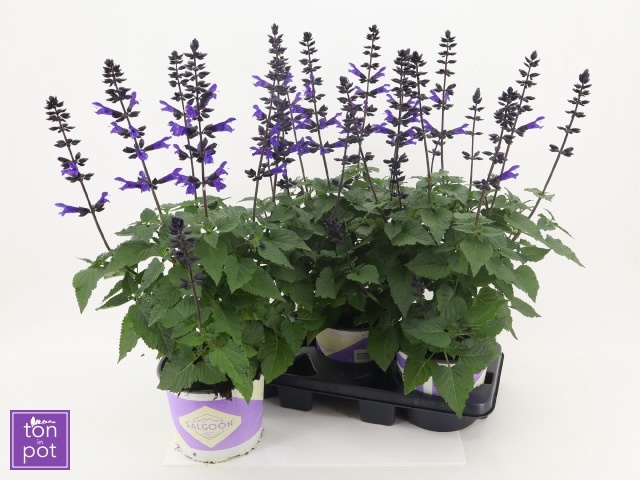 Горшечные цветы и растения оптом Salvia Lake Blueberr от 3шт из Голландии с доставкой по России