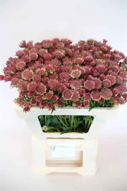 Срезанные цветы оптом Astrantia roma от 100шт из Голландии с доставкой по России