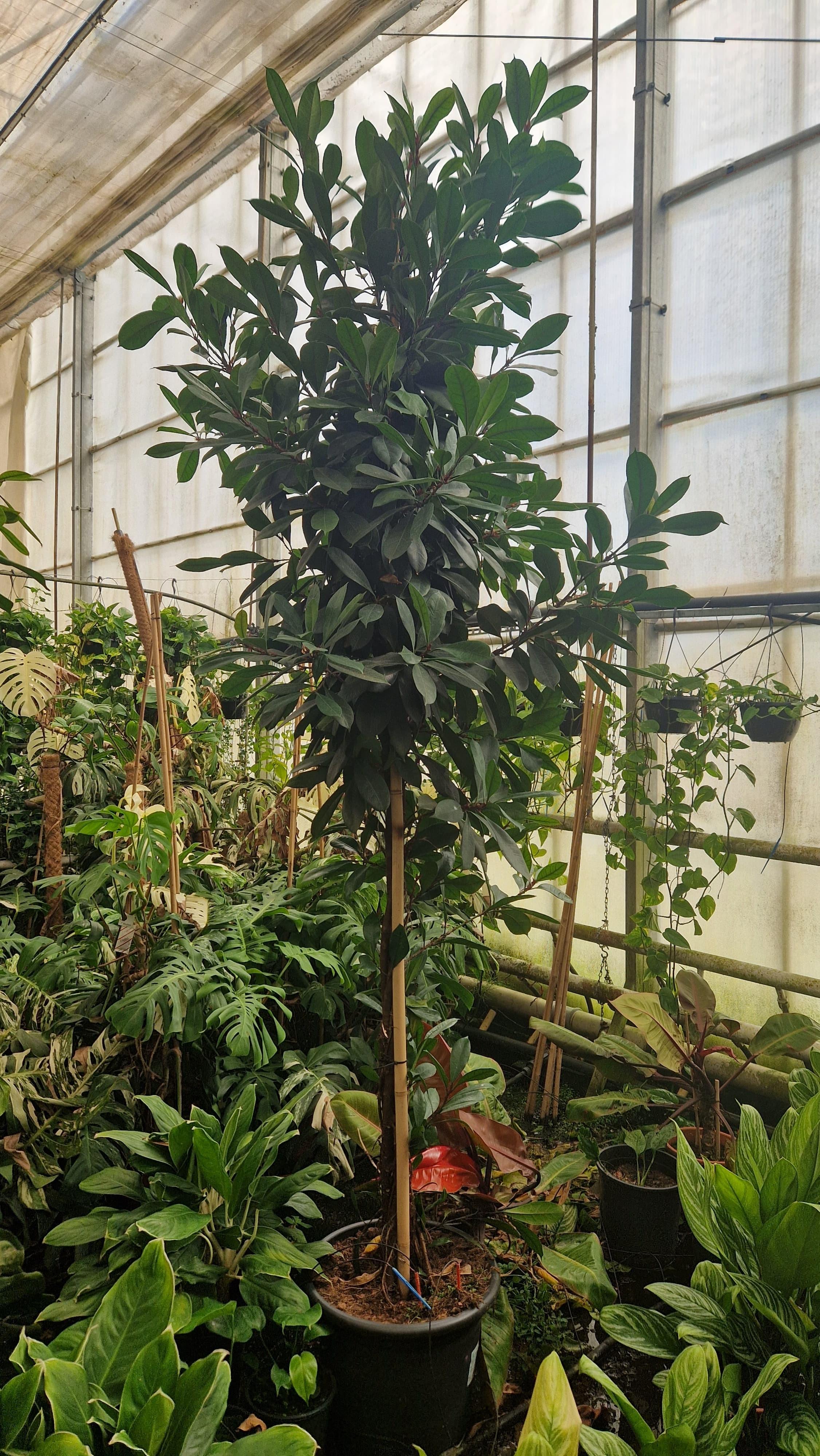 Горшечные цветы и растения оптом Ficus Cyathistipula Twisted Stem  Stam Xxl 310 от 1шт из Голландии с доставкой по России