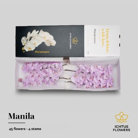 Срезанные цветы оптом Phalaenopsis manila (per flower) от 45шт из Голландии с доставкой по России