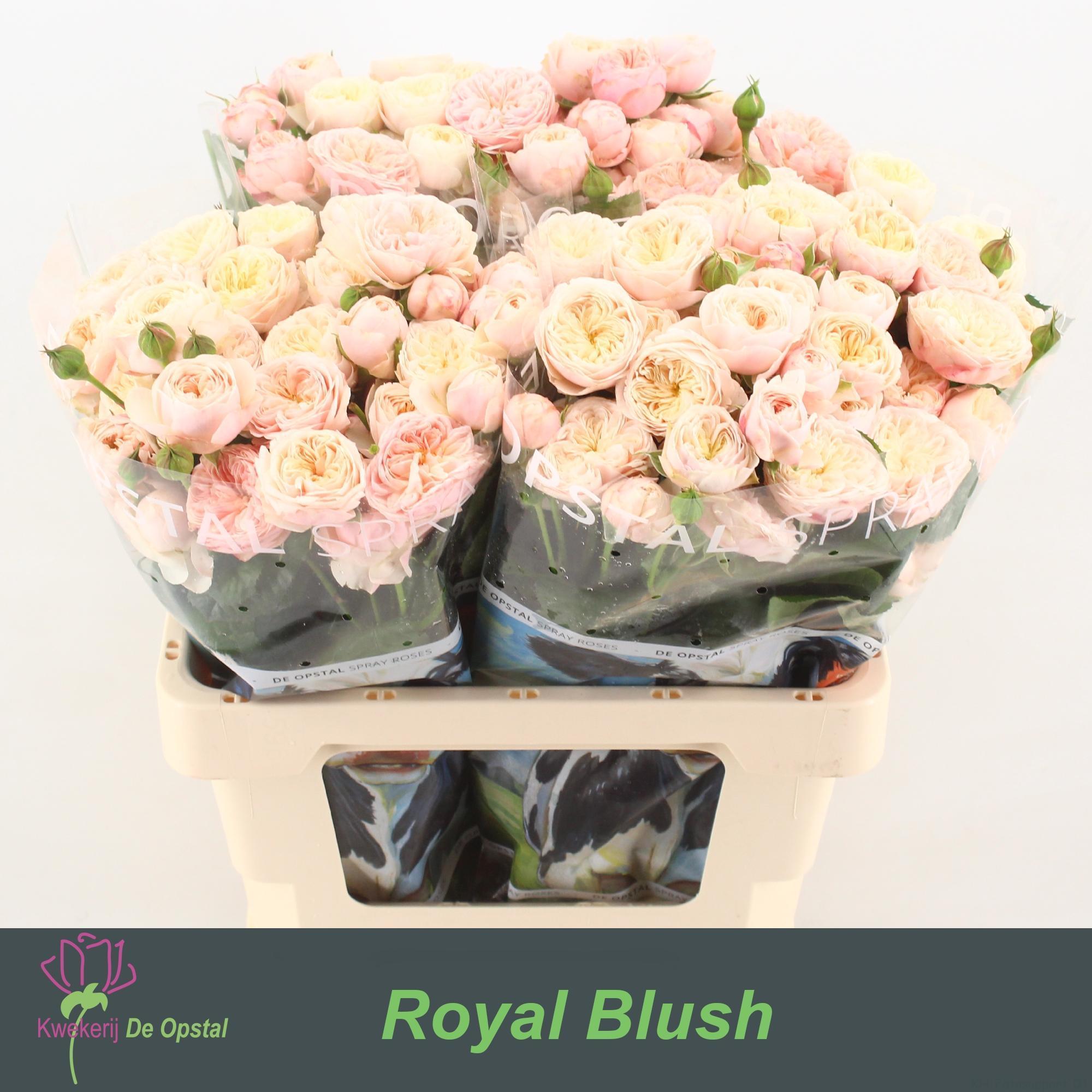 Срезанные цветы оптом Rosa spray royal blush от 30шт из Голландии с доставкой по России