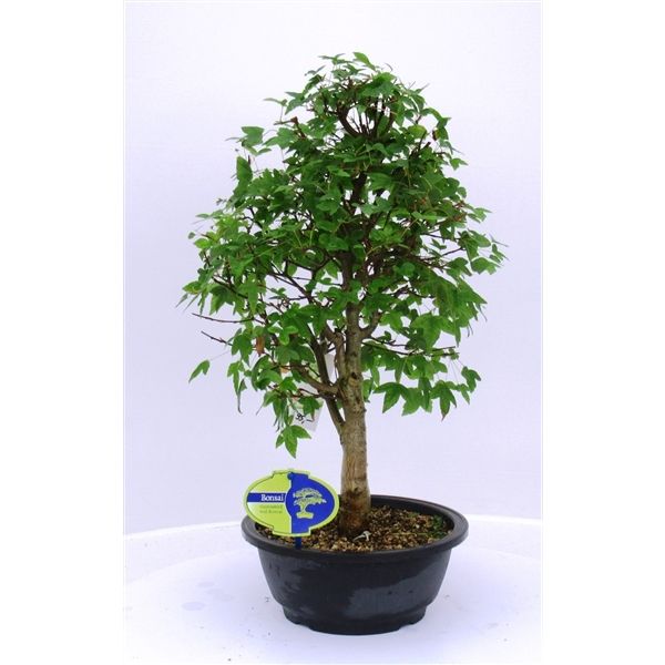 Горшечные цветы и растения оптом Bonsai Acer Buergerianum, 20cm. от 5шт из Голландии с доставкой по России