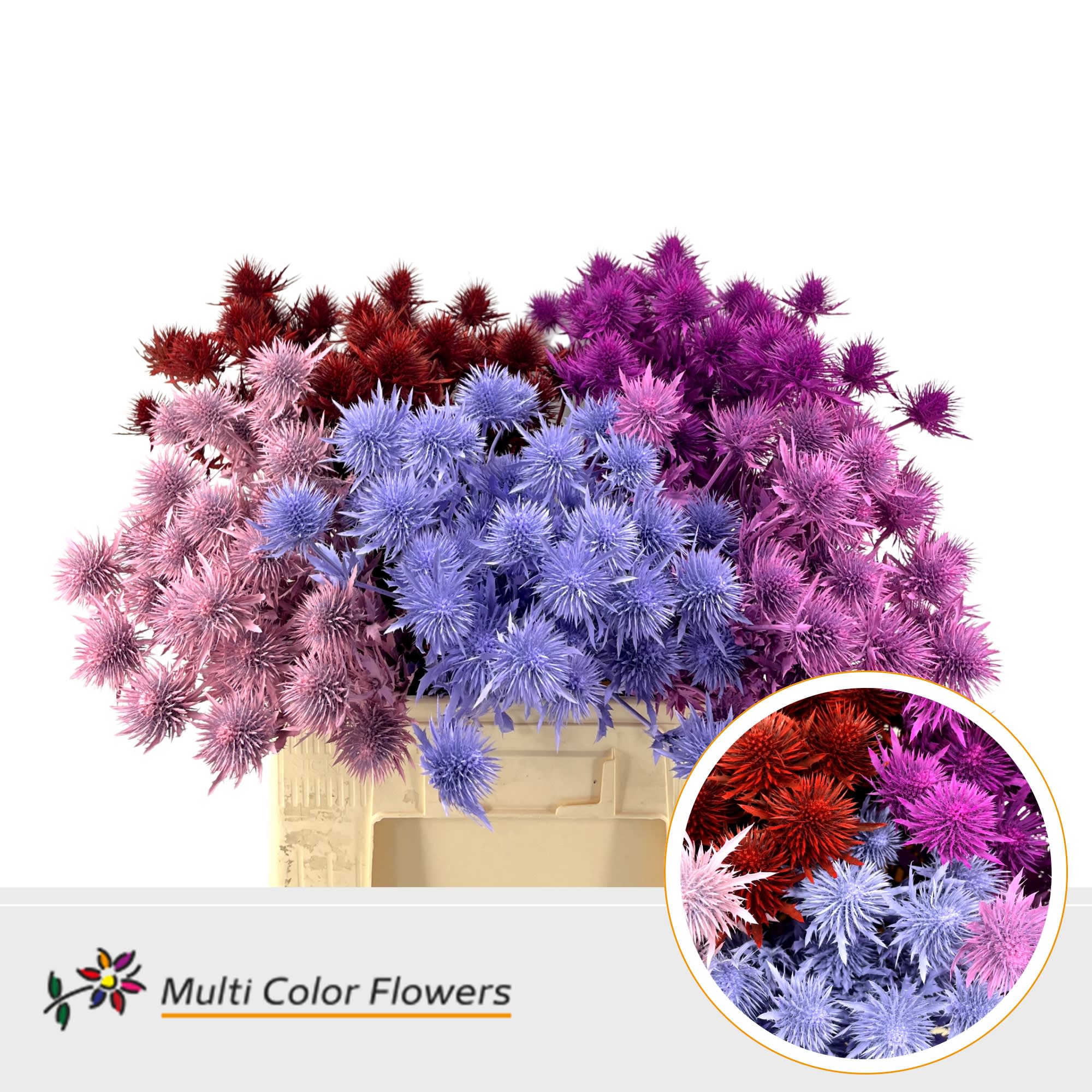 Срезанные цветы оптом Eryngium alpinum paint mix love от 50шт из Голландии с доставкой по России