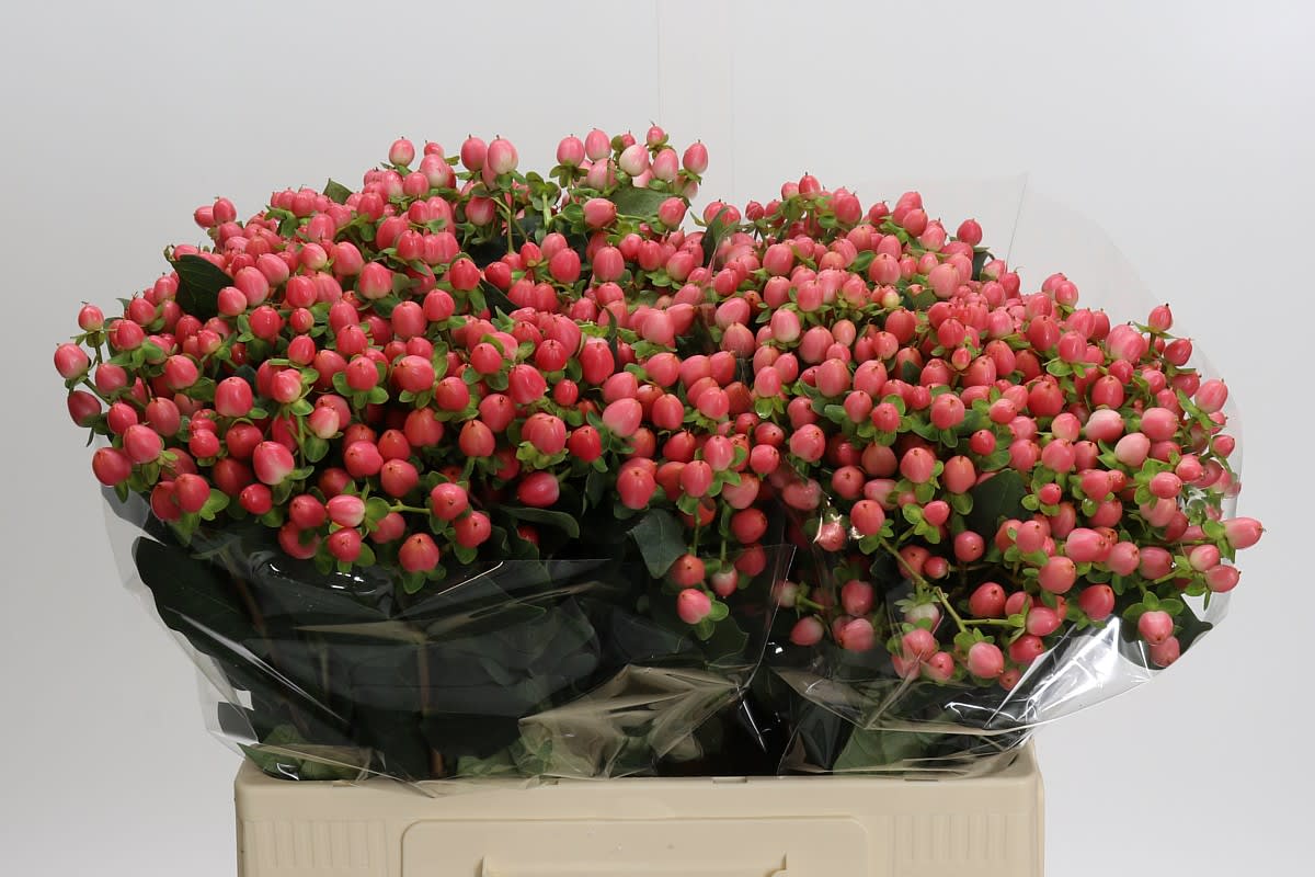 Срезанные цветы оптом Hypericum sweet romance от 100шт. из Голландии с доставкой по России