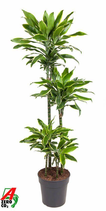 Горшечные цветы и растения оптом Drac Gold Coast 90-60-30-15 от 1шт из Голландии с доставкой по России