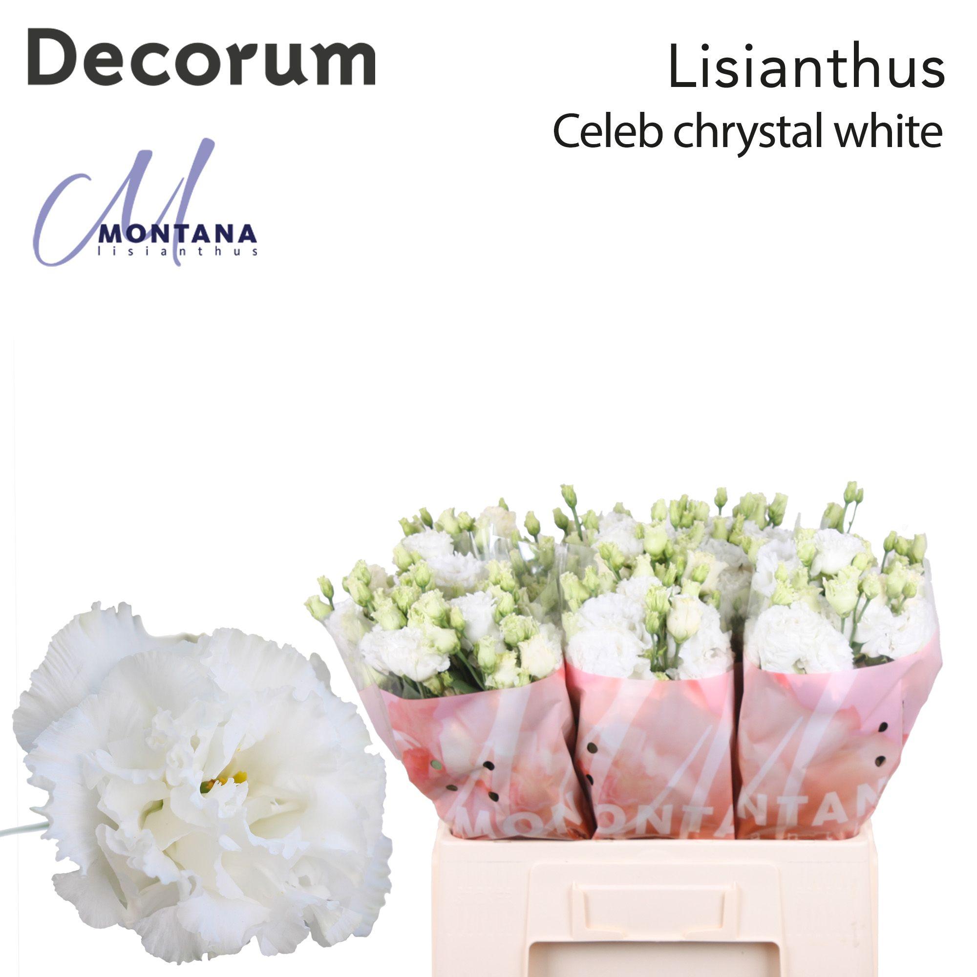 Срезанные цветы оптом Lisianthus do celeb chrystal от 50шт из Голландии с доставкой по России