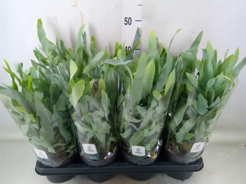 Горшечные цветы и растения оптом Phlebodium Blue Fern от 7шт из Голландии с доставкой по России