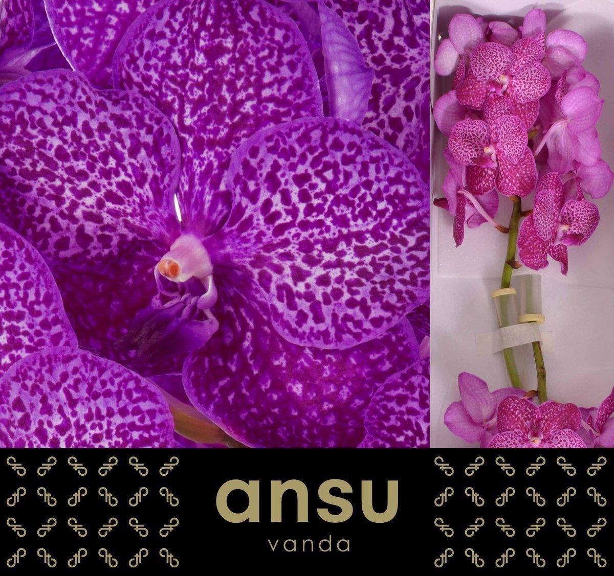 Срезанные цветы оптом Vanda sunanda ruby pink от 16шт из Голландии с доставкой по России