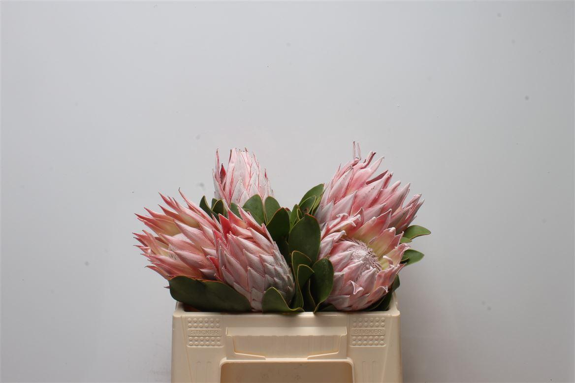 Срезанные цветы оптом Protea cynaroides (king) от 5шт из Голландии с доставкой по России