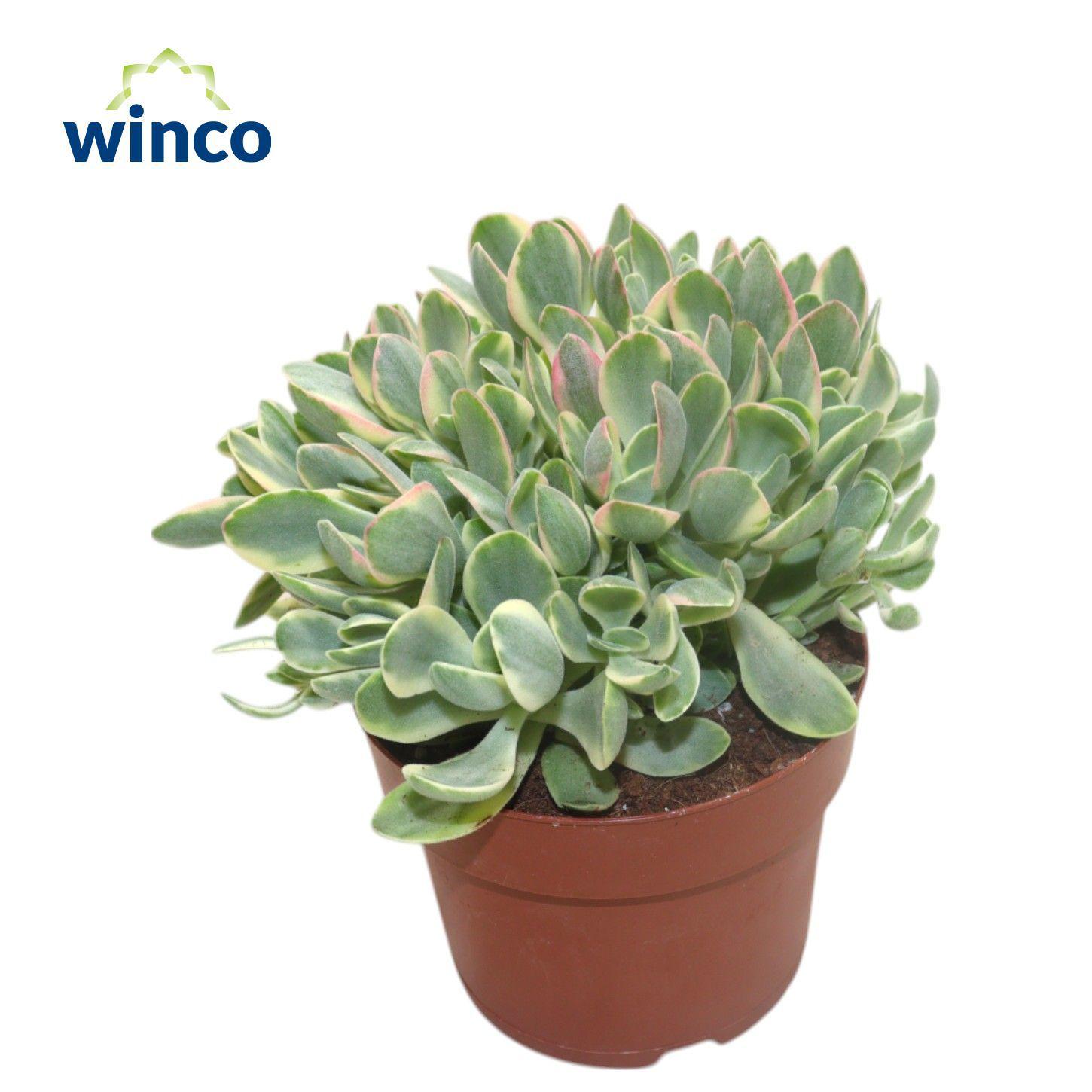 Горшечные цветы и растения оптом Crassula Rusby Variegata от 9шт из Голландии с доставкой по России