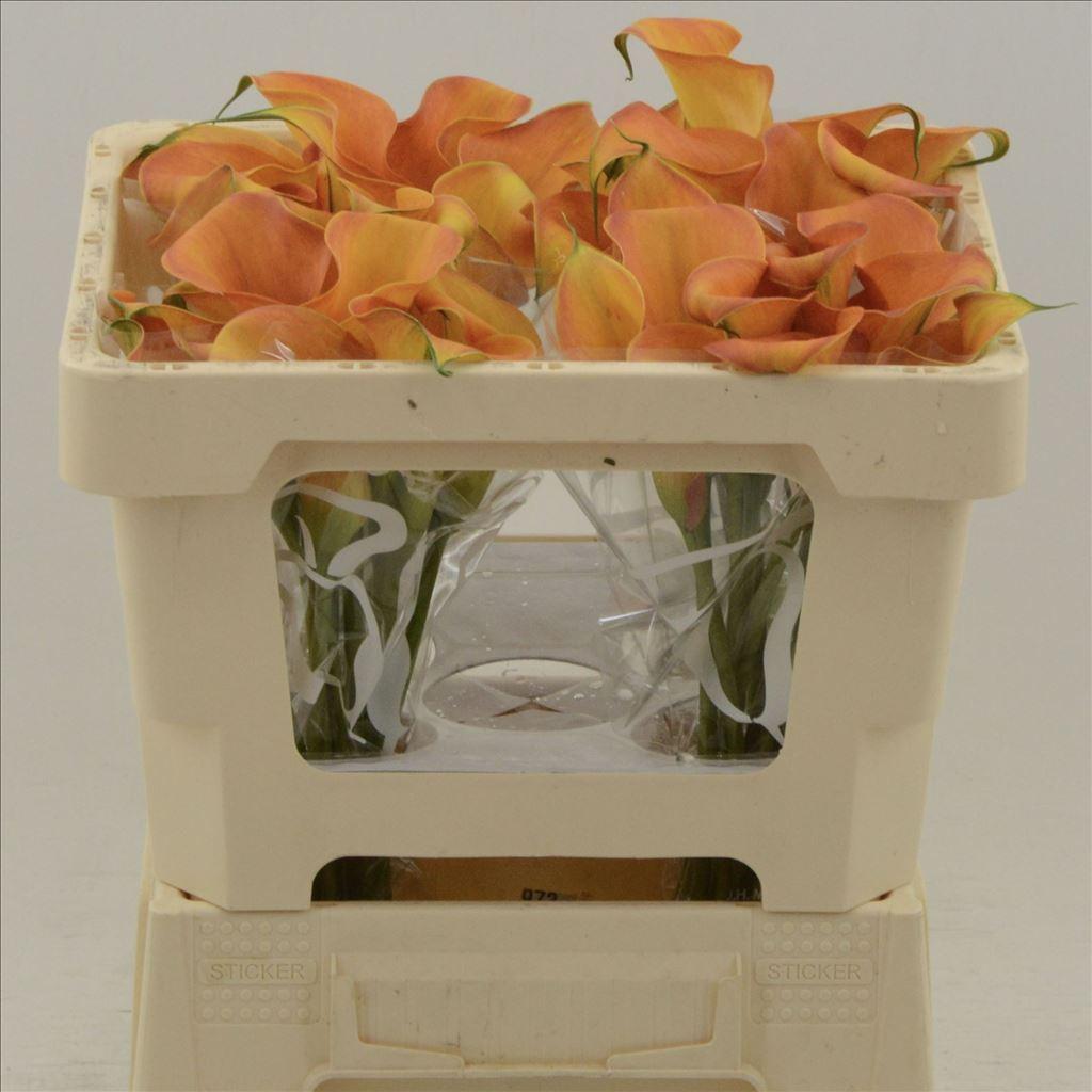 Срезанные цветы оптом Zantedeschia orange beauty от 40шт из Голландии с доставкой по России