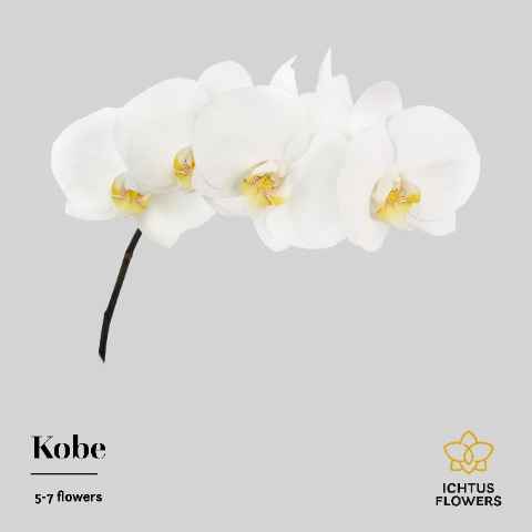 Срезанные цветы оптом Phalaenopsis kobe (per stem) от 20шт.. из Голландии с доставкой по России