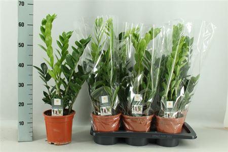 Горшечные цветы и растения оптом Zamio Zamiifolia 3-4 P17 от 6шт из Голландии с доставкой по России