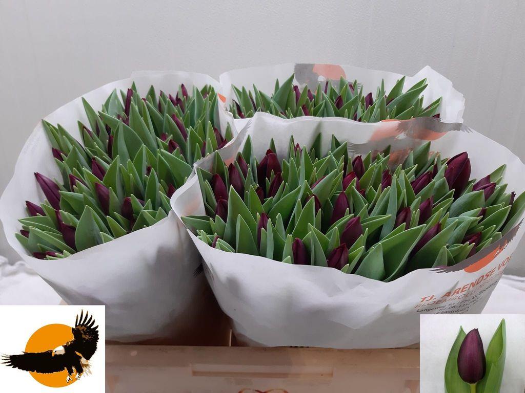 Срезанные цветы оптом Tulipa si night vision от 150шт. из Голландии с доставкой по России