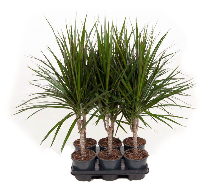 Горшечные цветы и растения оптом Dracaena Marginata от 6шт из Голландии с доставкой по России