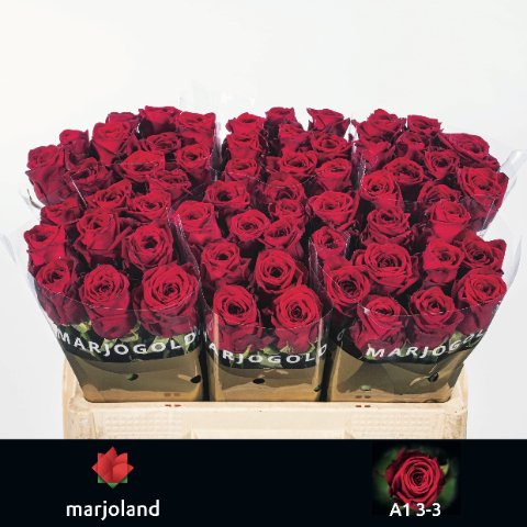 Срезанные цветы оптом Rosa large red naomi! от 60шт из Голландии с доставкой по России
