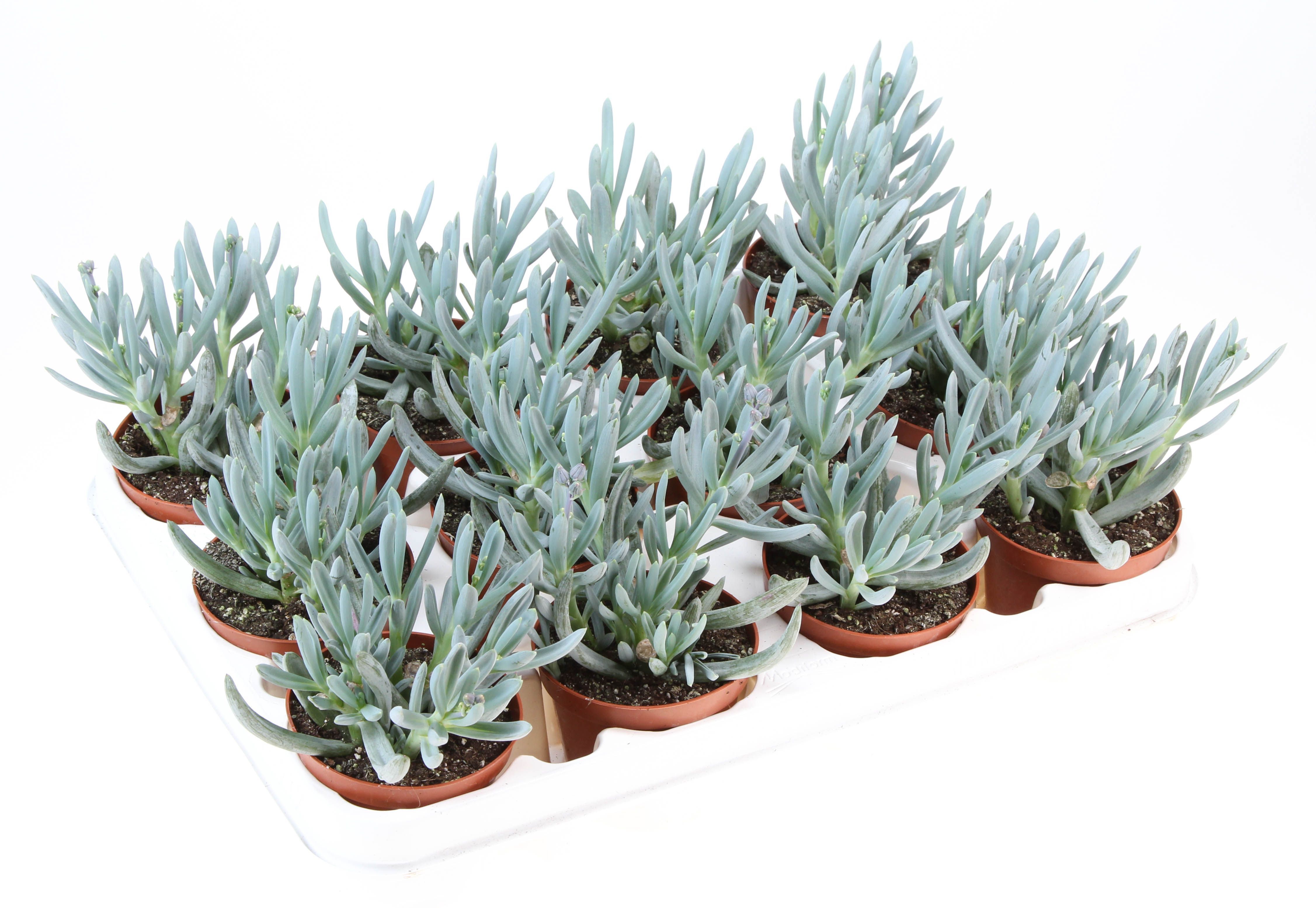 Горшечные цветы и растения оптом Senecio Kleinia от 12шт (для телеги) из Голландии с доставкой по России