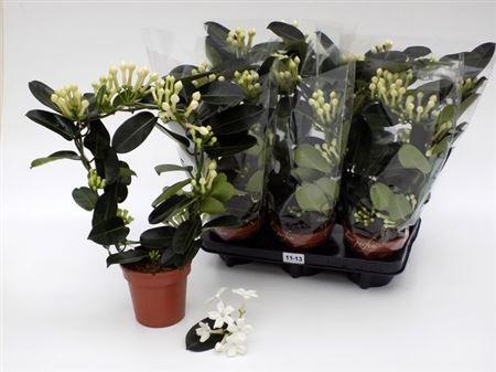 Горшечные цветы и растения оптом Steph Fl Ov 11-13 от 6шт из Голландии с доставкой по России