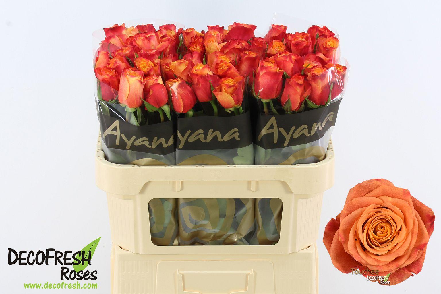 Срезанные цветы оптом Rosa large touchee+ от 60шт из Голландии с доставкой по России