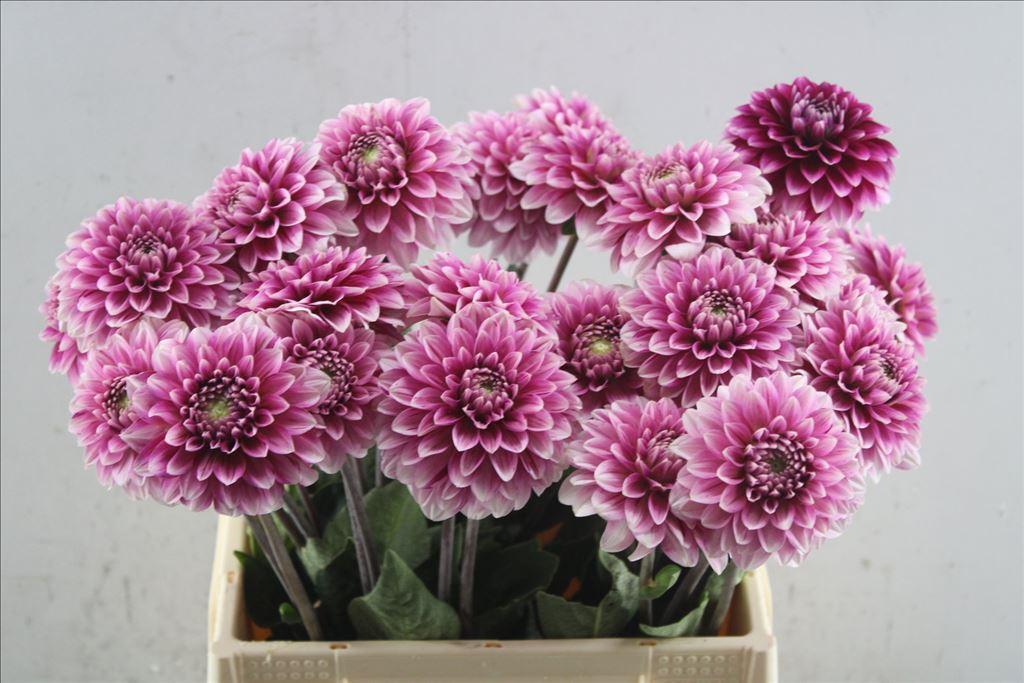 Срезанные цветы оптом Dahlia cranberry twist от 20шт из Голландии с доставкой по России