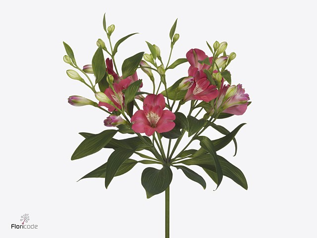 Срезанные цветы оптом Alstroemeria fl noa от 80шт из Голландии с доставкой по России