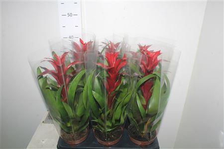 Горшечные цветы и растения оптом Guzm Nextara от 6шт из Голландии с доставкой по России