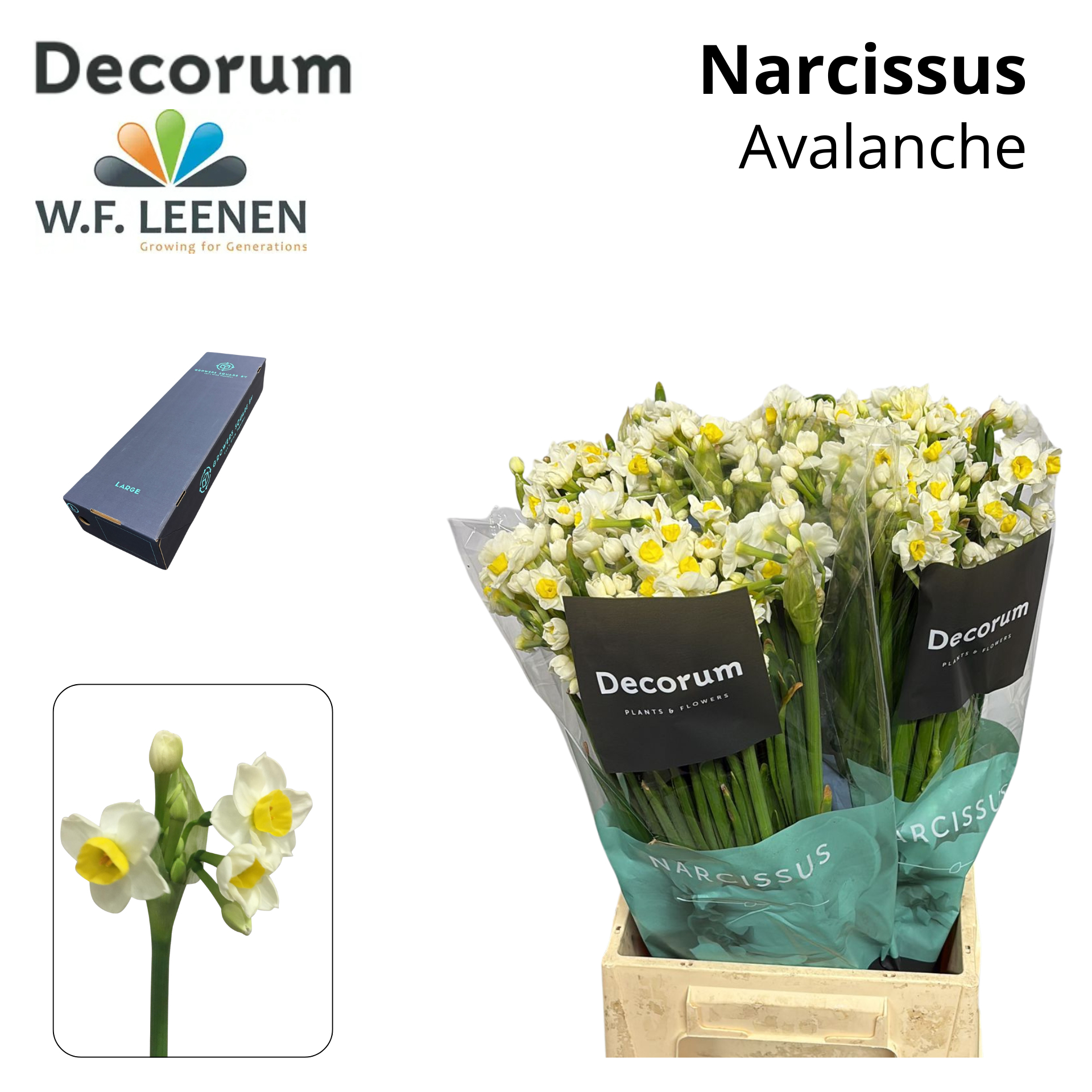 Срезанные цветы оптом Narcissus sp avalanche in box от 180шт из Голландии с доставкой по России