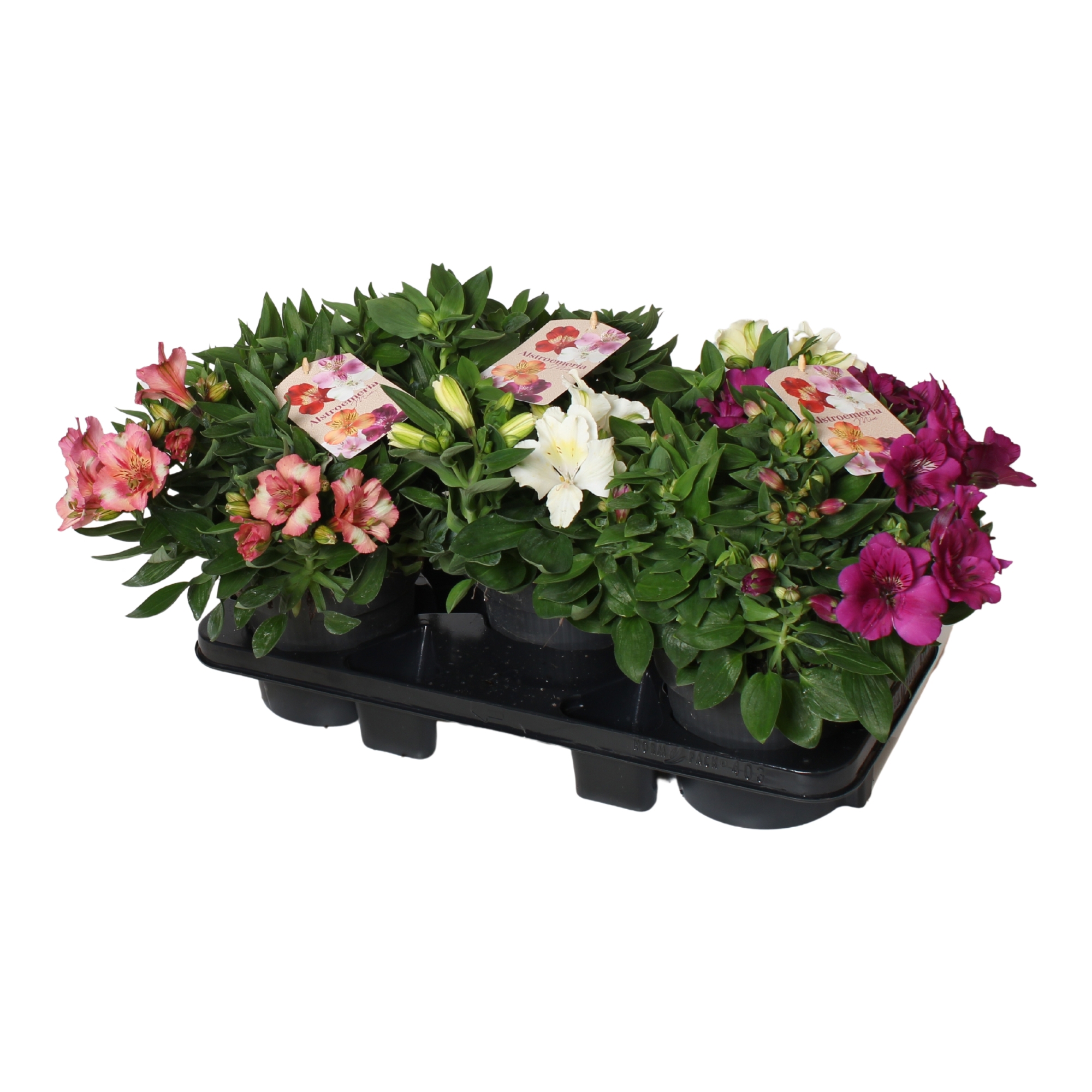Горшечные цветы и растения оптом Alstroemeria Gemengde Kleuren In Tray. Kort от 3шт из Голландии с доставкой по России
