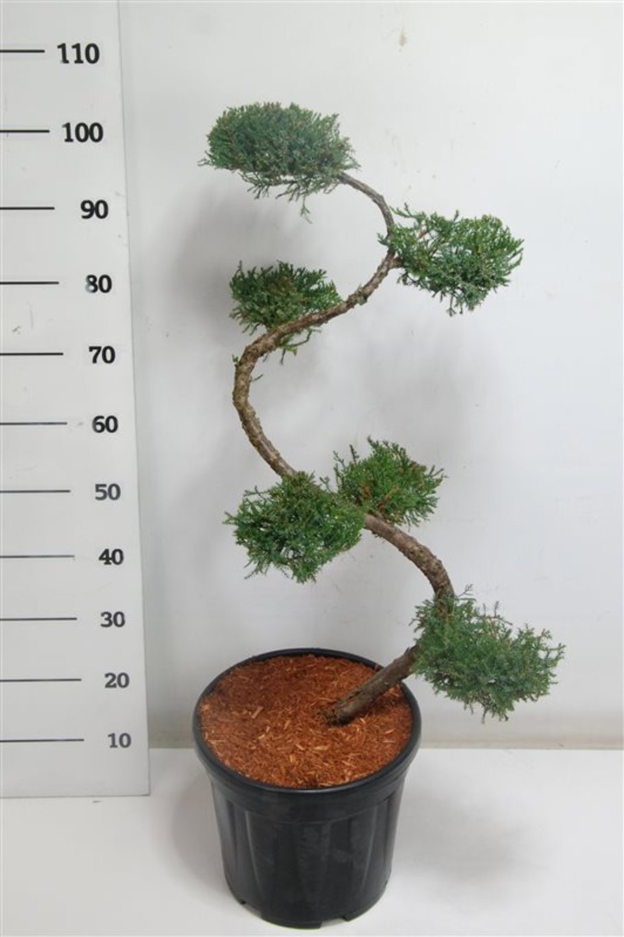 Горшечные цветы и растения оптом Juniperus Pfit Aurea от 1шт из Голландии с доставкой по России