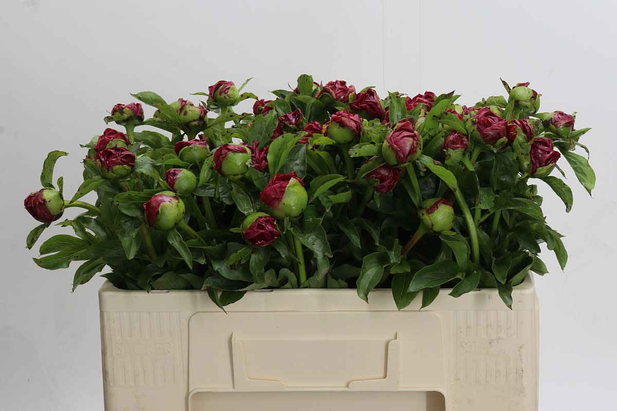 Срезанные цветы оптом Paeonia paula fay от 50шт из Голландии с доставкой по России