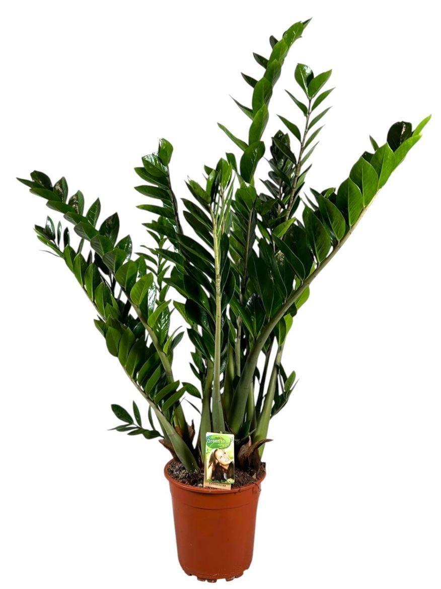 Горшечные цветы и растения оптом Zamioculcas 10+ от 1шт из Голландии с доставкой по России