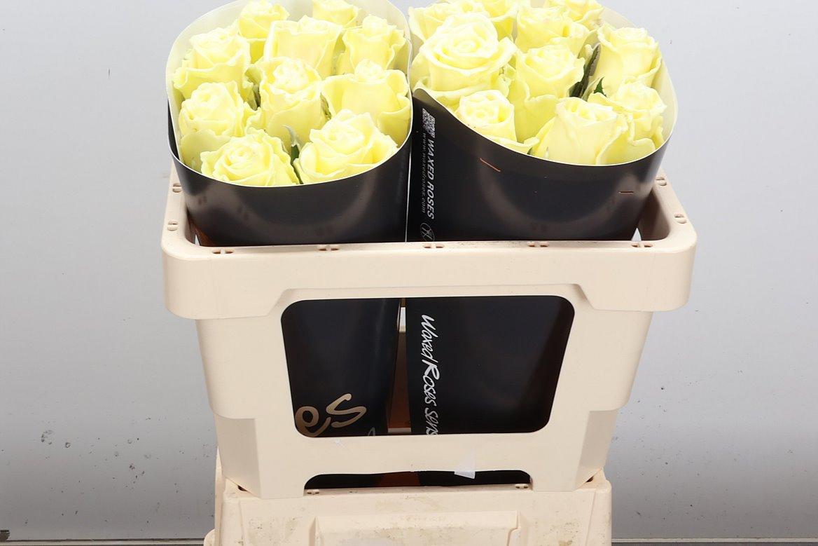 Срезанные цветы оптом Rosa large wax cream от 20шт из Голландии с доставкой по России